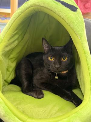 Vivian, kitten, available for adoption