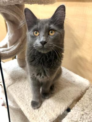 Milo (bonded with Luna 2), kitten, available for adoption