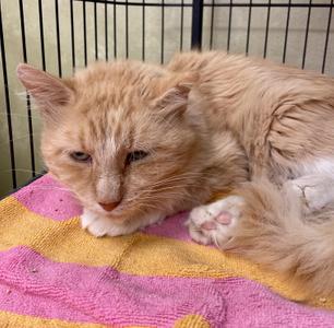A ginger cat lying on a pink and yellow striped blanket inside a cage.