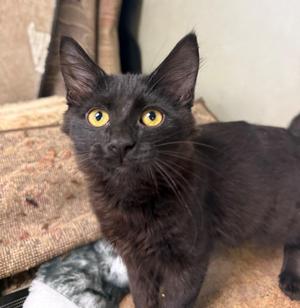 Enzo, kitten, available for adoption