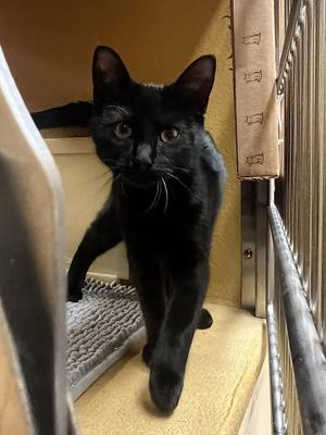 Luna 2, kitten, available for adoption