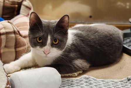 Tilly, young, available for adoption