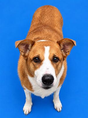 LAYLA, Collie, senior, available for adoption