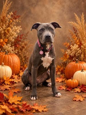 BIRDIE, Pit Bull Terrier / American Staffordshire Terrier, young, available for adoption