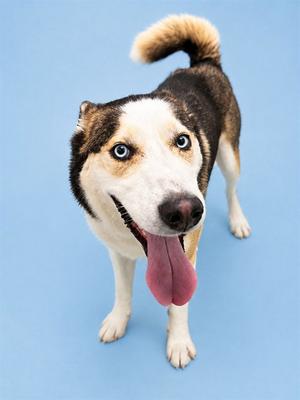 A dog with a white and brown coat, blue eyes, and a pink tongue sticking out, standing on a blue background.