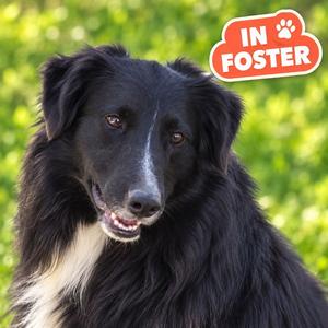 BINGO, Bearded Collie / Shetland Sheepdog Sheltie, adult, available for adoption