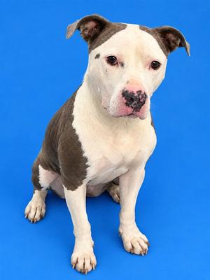 STELLA, Pit Bull Terrier, adult, available for adoption