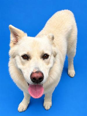 CODY, German Shepherd Dog, adult, available for adoption