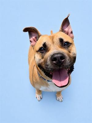 ROOKIE, Pit Bull Terrier, adult, available for adoption