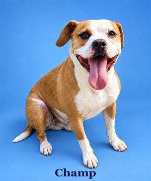 CHAMP, Pit Bull Terrier, adult, available for adoption
