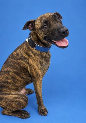 DIEGO, Pit Bull Terrier, adult, available for adoption