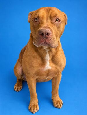 A brown dog with a white patch on its chest sitting on a blue background.
