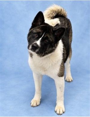 KITA, Akita, adult, available for adoption