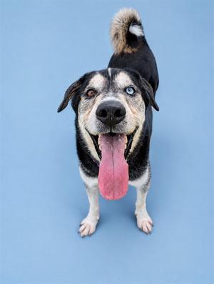 A black and white dog with blue eyes and a pink tongue sticking out, standing on a blue background.