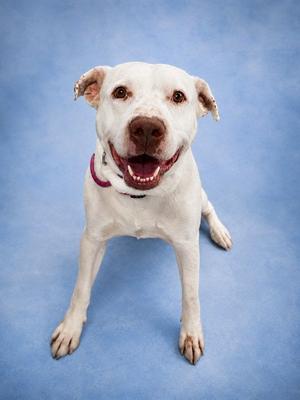 PRINCE, American Pit Bull Terrier / Labrador Retriever, adult, available for adoption