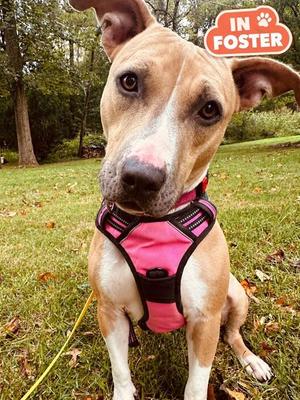 FAWN, American Pit Bull Terrier, adult, available for adoption