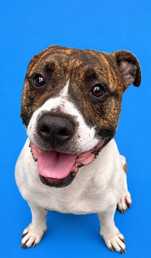 GAMBIT, Pit Bull Terrier, adult, available for adoption