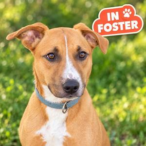 TED, Labrador Retriever / Pit Bull Terrier, young, available for adoption