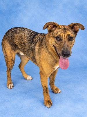 A brown and black brindle dog with a pink tongue sticking out, standing on a blue background.