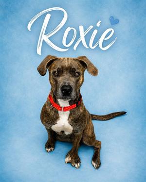 ROXIE, Pit Bull Terrier, adult, available for adoption