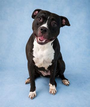 RUBY, Pit Bull Terrier, adult, available for adoption