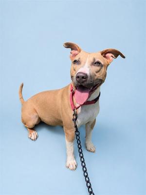 FAWN, American Pit Bull Terrier, adult, available for adoption