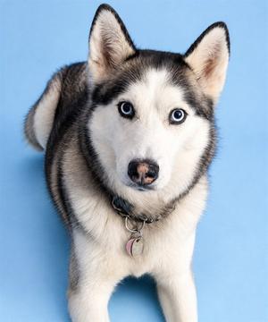 ROXY, Siberian Husky, adult, available for adoption