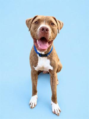 CYRUS, Pit Bull Terrier / Mastiff, young, available for adoption
