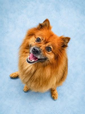 REESEY, Pomeranian, adult, available for adoption