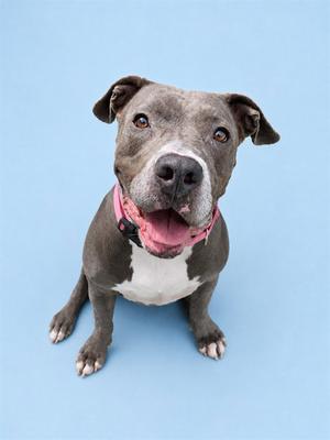 DREAM, Pit Bull Terrier, senior, available for adoption