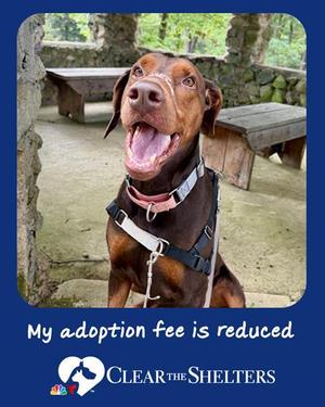 ANUBIS, Doberman Pinscher, adult, available for adoption