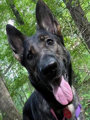 ANNA, German Shepherd Dog, adult, available for adoption