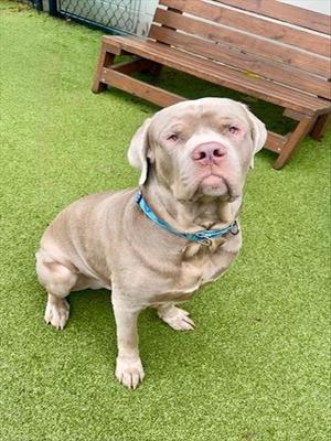 PETER, Mastiff / Mixed Breed, young, available for adoption