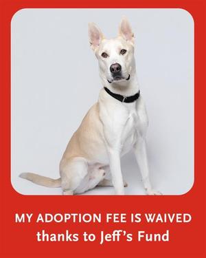 A white dog with a black collar sitting on a white background.
