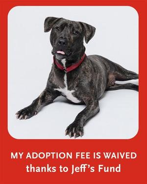 A brindle-colored dog with a white chest and a red collar is lying down on a white background. The dog has a black nose, dark eyes, and floppy ears. The image is framed by a red border with text at the bottom that reads "MY ADOPTION FEE IS WAIVED thanks to Jeff's Fund."