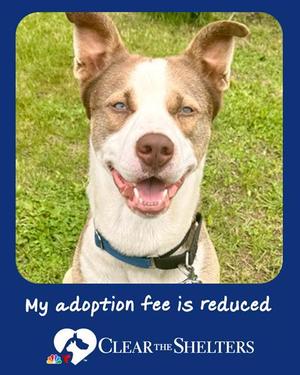 BUSTA, Husky / Staffordshire Bull Terrier, adult, available for adoption