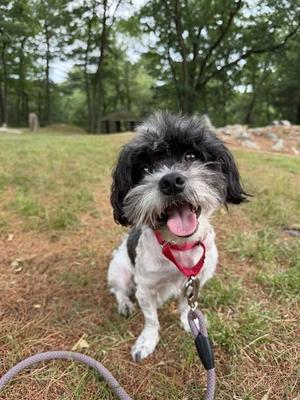 NENE, Shih Tzu / Mixed Breed, adult, available for adoption
