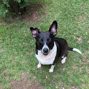 A black and white dog with large ears sitting on a grassy lawn.