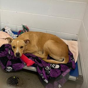 Rhoda, Terrier, Pit Bull, adult, available for adoption