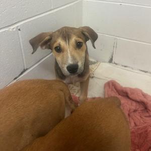Ella, Retriever, Black Labrador, available for adoption