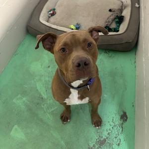 A brown pit bull mix dog with white markings on its chest sits and looks up expectantly in what appears to be a kennel or shelter.
