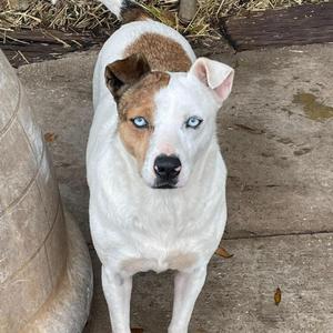 Ghost, Cattle Dog, Australian (Blue Heeler), adult, available for adoption