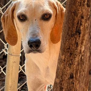 Rudy, Hound, adult, available for adoption