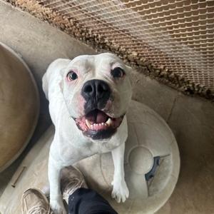 Delilah, Bulldog, adult, available for adoption