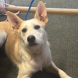 Cooper, Terrier, adult, available for adoption