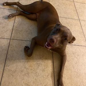 Baby, Terrier, Pit Bull, adult, available for adoption