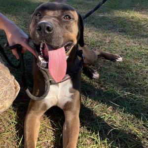 Mammoth, Mixed Breed (Large), adult, available for adoption
