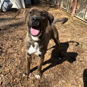 Mammoth, Mixed Breed (Large), adult, available for adoption