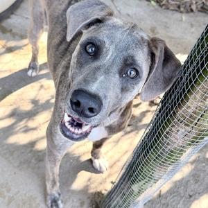 A gray dog with blue eyes looking up at the camera, standing behind a wire fence.