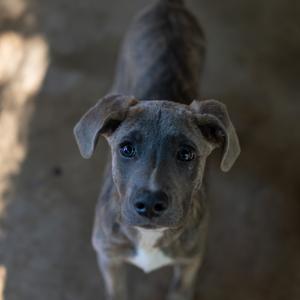 a dog